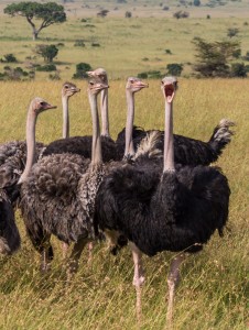 Herd of masai ostriches. Wikicommons/Benh LIEU SONG